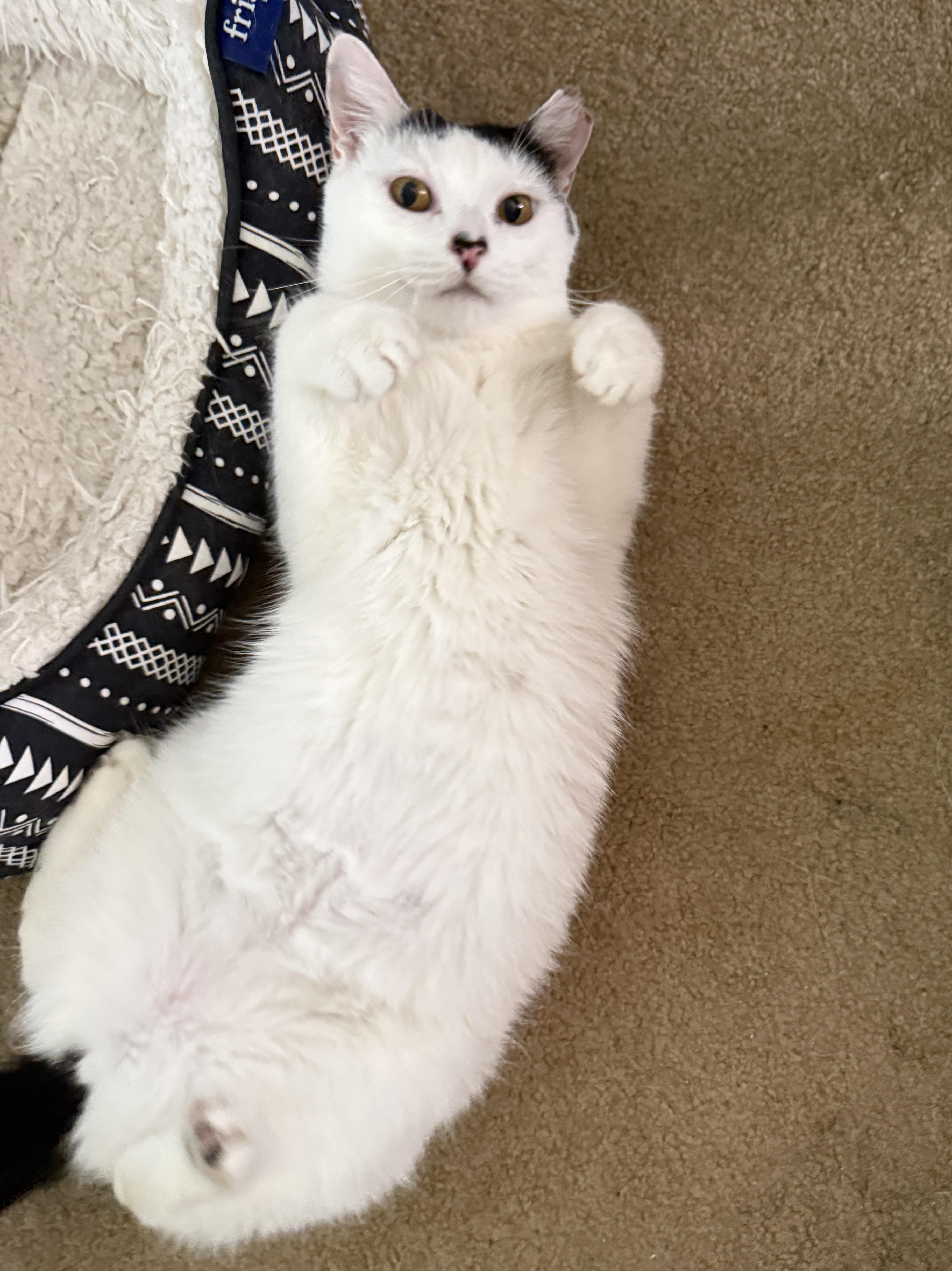 Enlarge Buttermilk Betsy, a Adoptable Domestic Short Hair in Alexandria, VA image 5/6