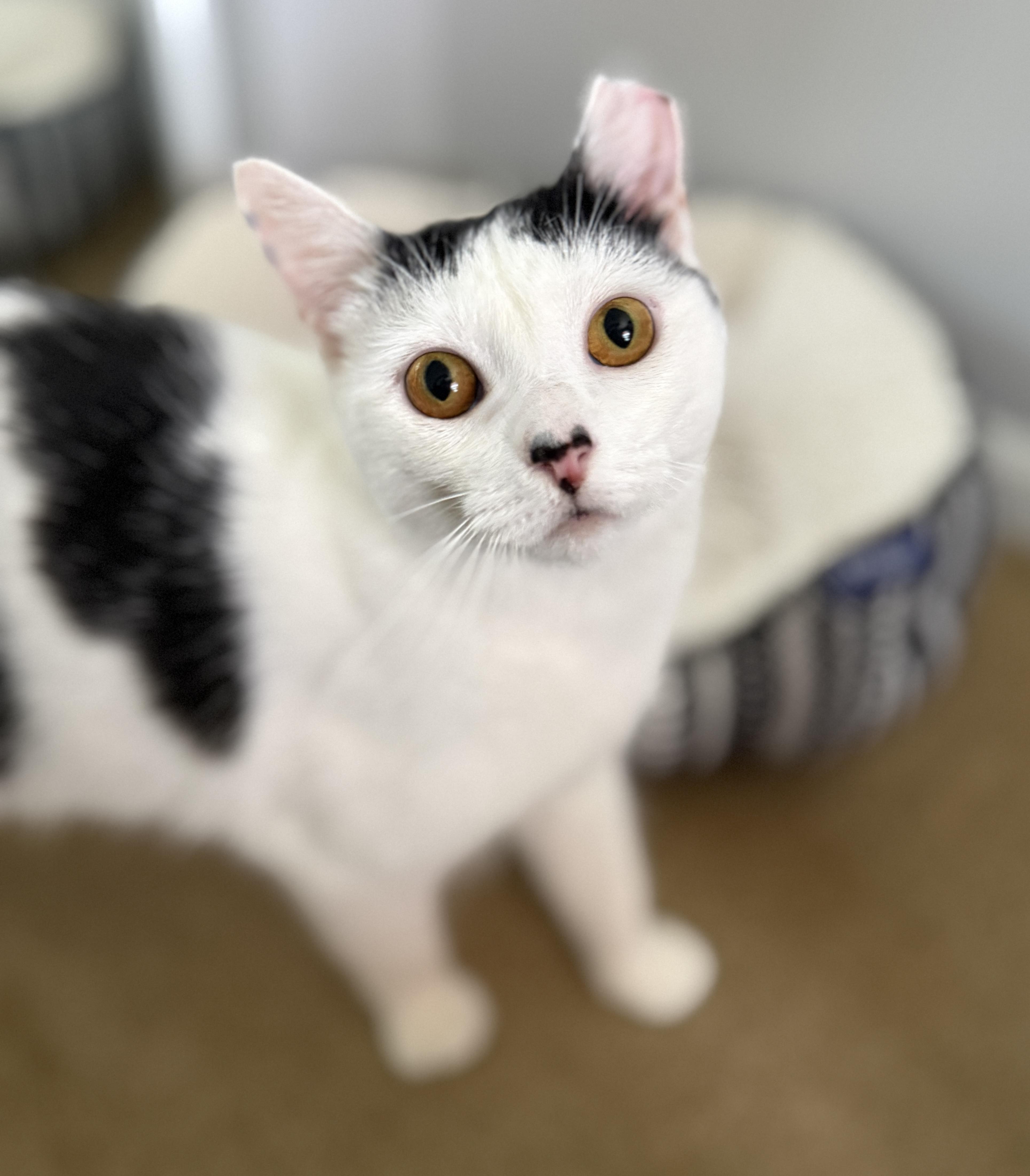 Enlarge Buttermilk Betsy, a Adoptable Domestic Short Hair in Alexandria, VA image 2/6