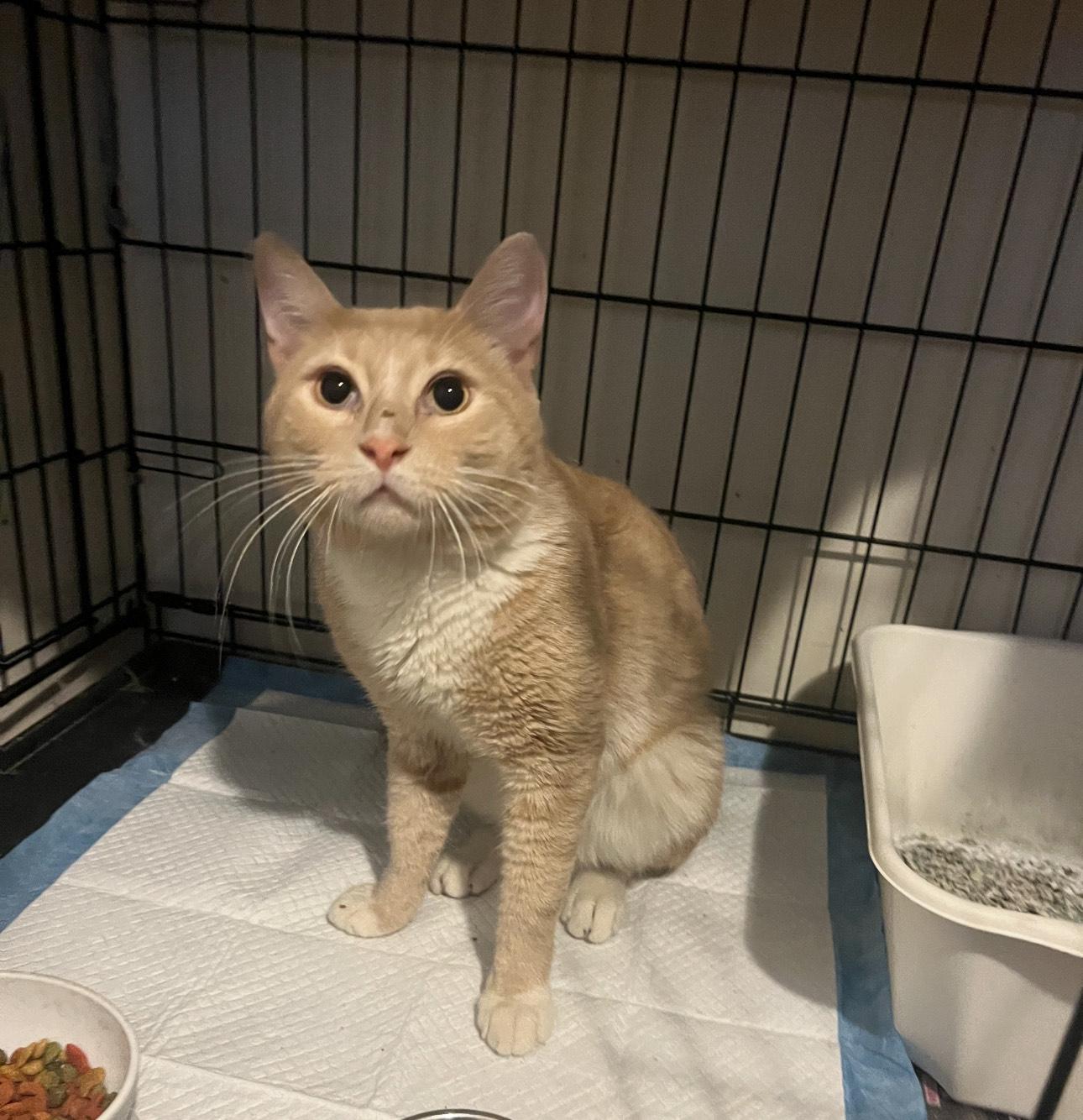 Enlarge Watermelon ** $14 adoption fee** , a Adoptable mixed breed in New York, NY image 1/1