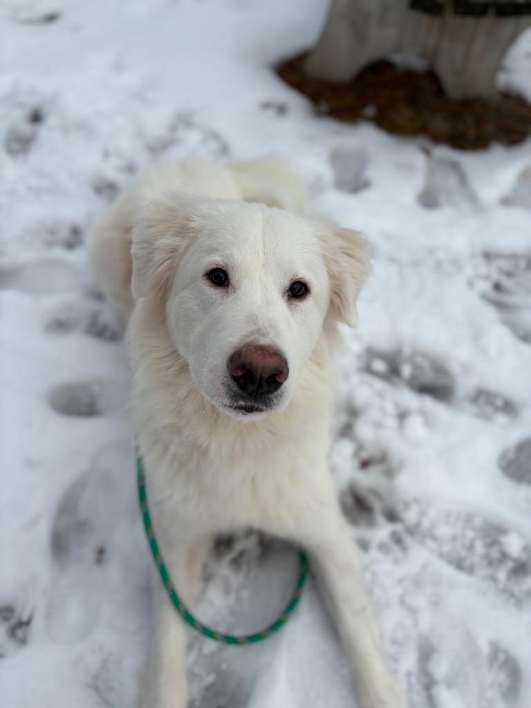 Artemis, Adoptable, Young Female Great Pyrenees.