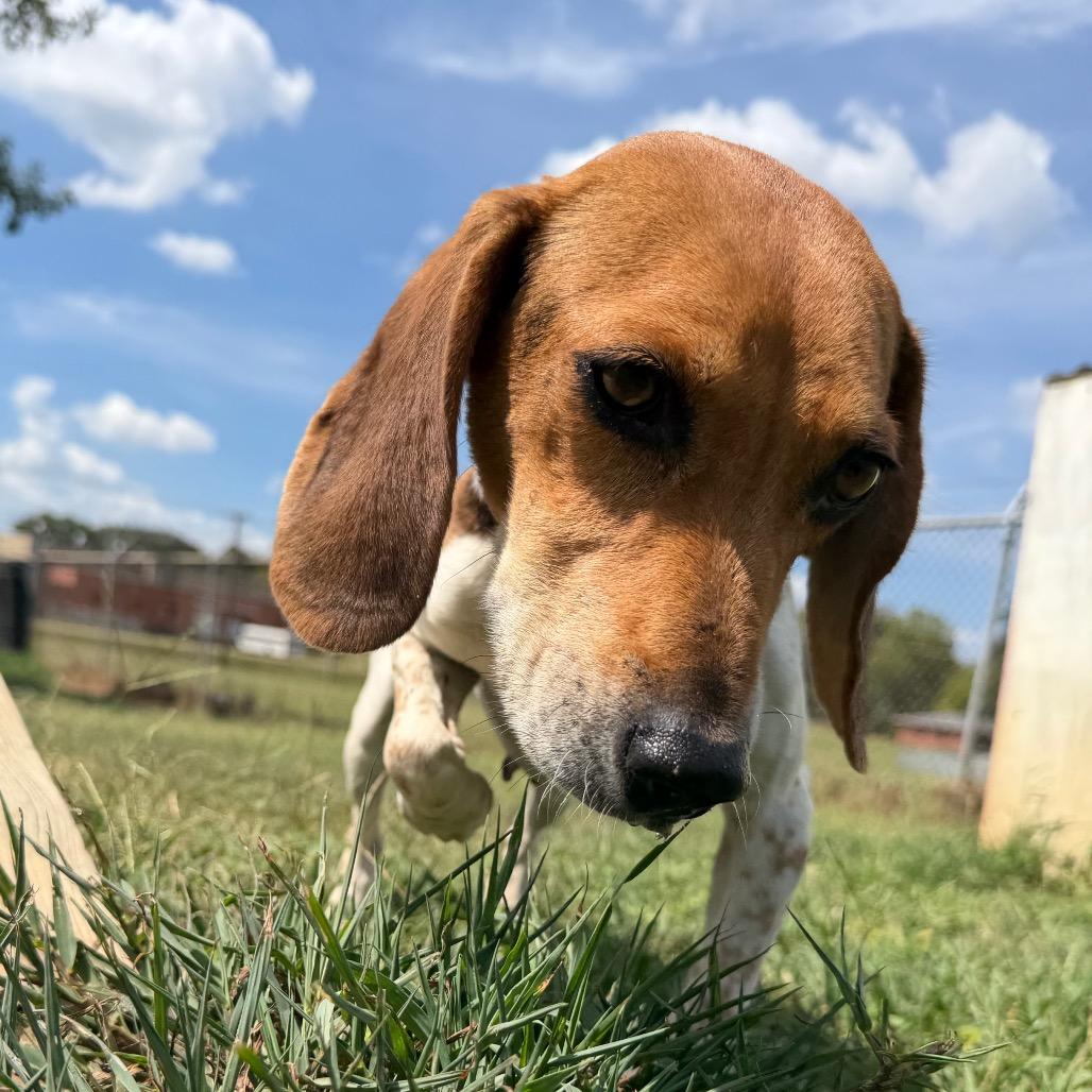 Enlarge Brielle, a Adoptable Beagle in West Point, MS image 1/6