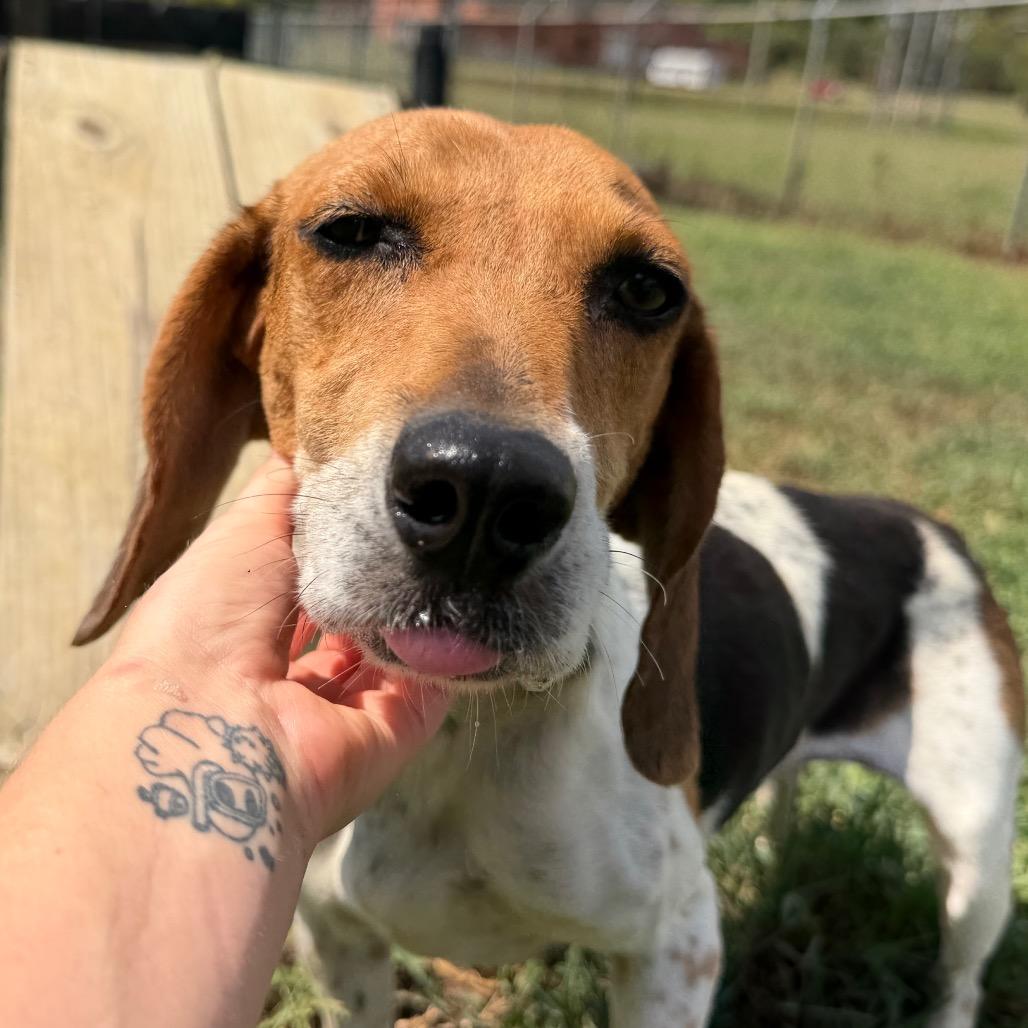 Enlarge Brielle, a Adoptable Beagle in West Point, MS image 2/6