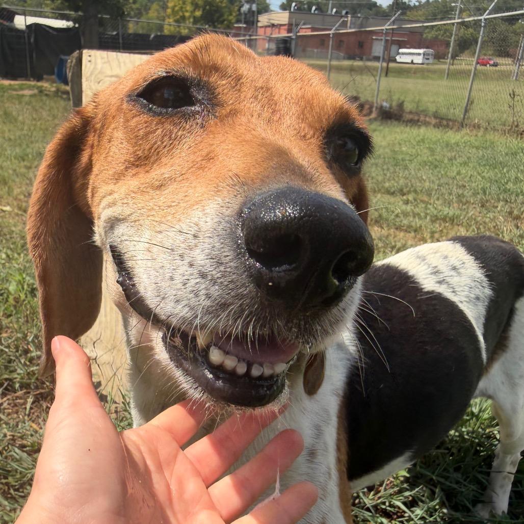 Enlarge Brielle, a Adoptable Beagle in West Point, MS image 3/6