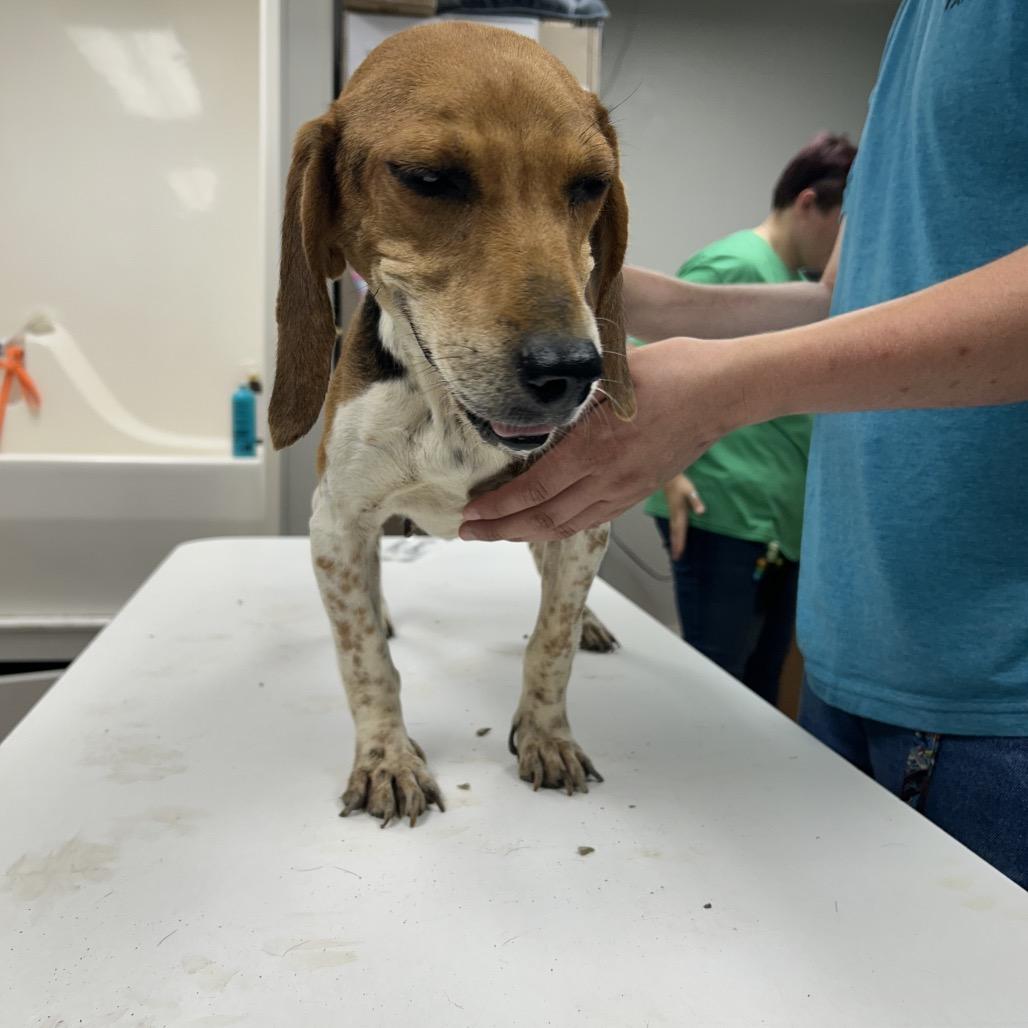 Brielle, Adoptable, Adult Female Beagle.