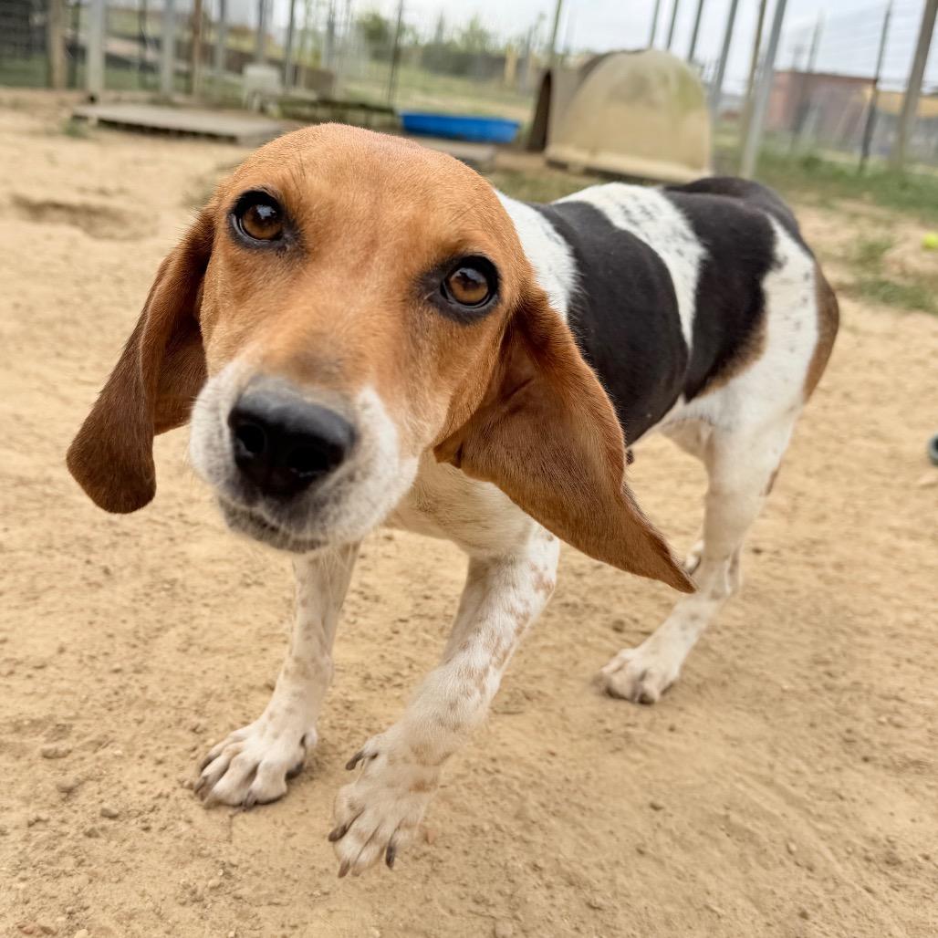 Enlarge Brielle, a Adoptable Beagle in West Point, MS image 5/6