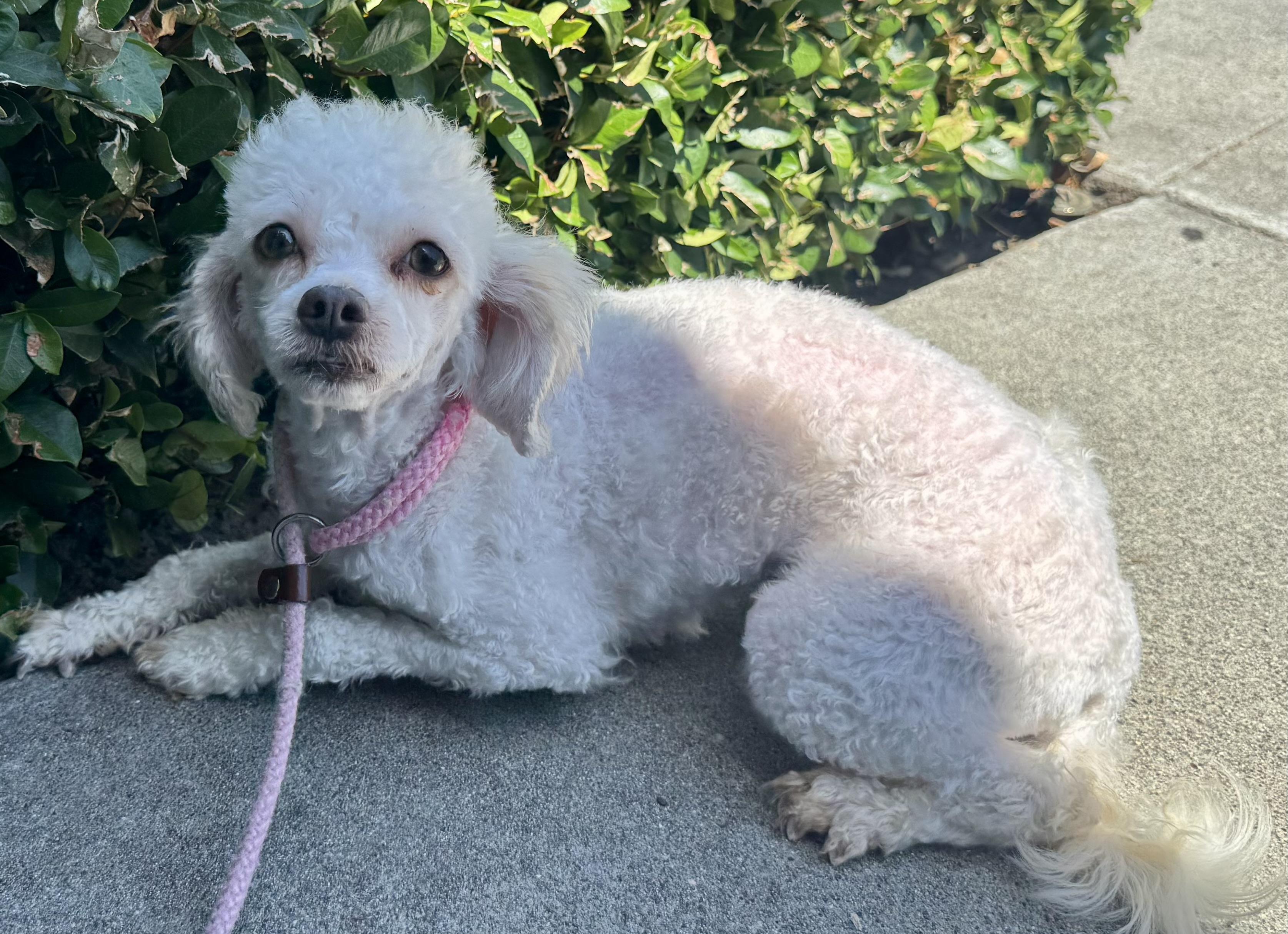 Liza, ADOPTABLE, Young Female Poodle.