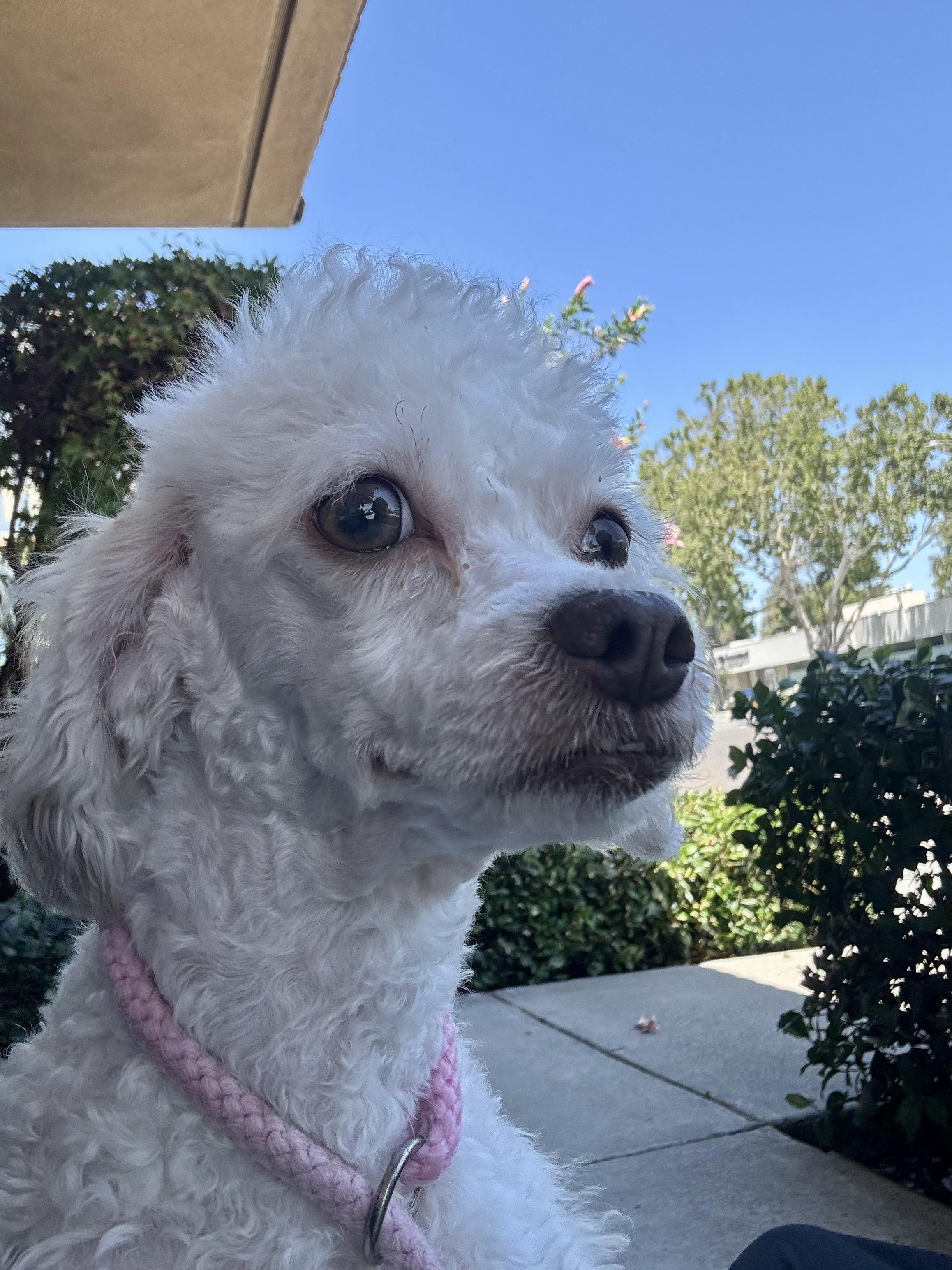Liza, a ADOPTABLE mixed breed in San Jose, CA image 2/2