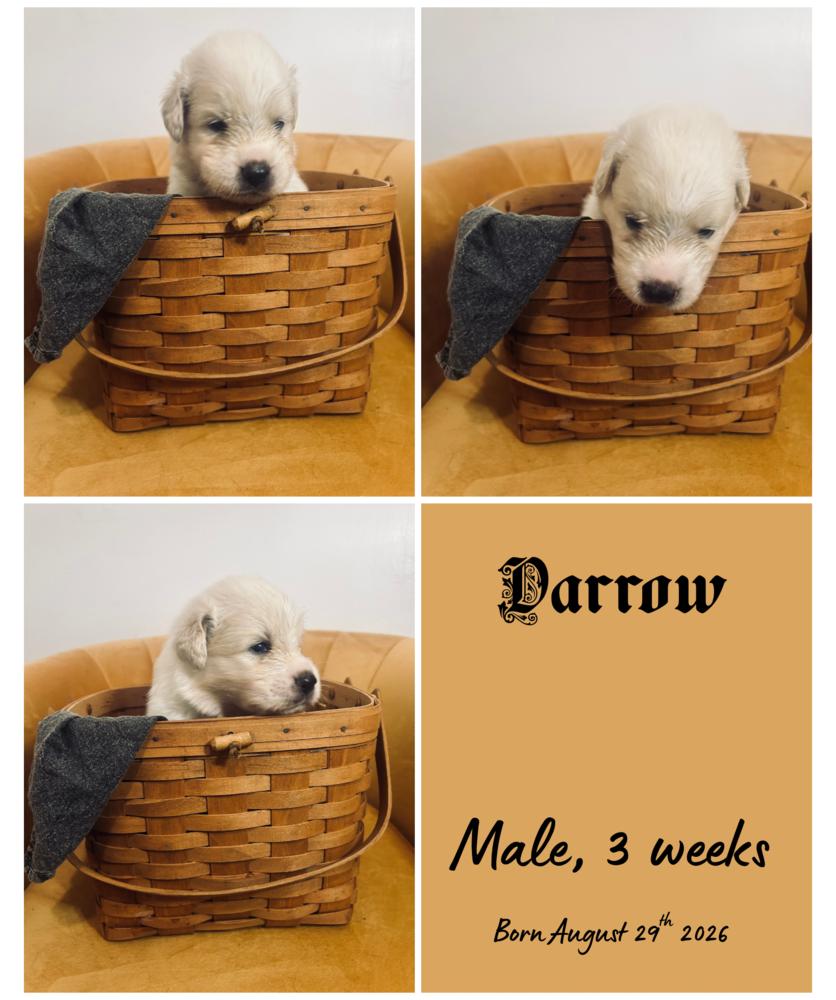 Enlarge Darrow, a Adoptable Border Collie in Milton, FL image 1/1