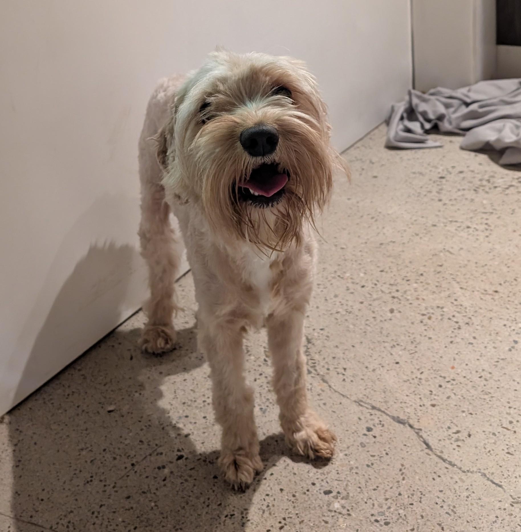 Enlarge Jack Jack, an adopted Schnoodle in Thousand Oaks, CA image 4/4