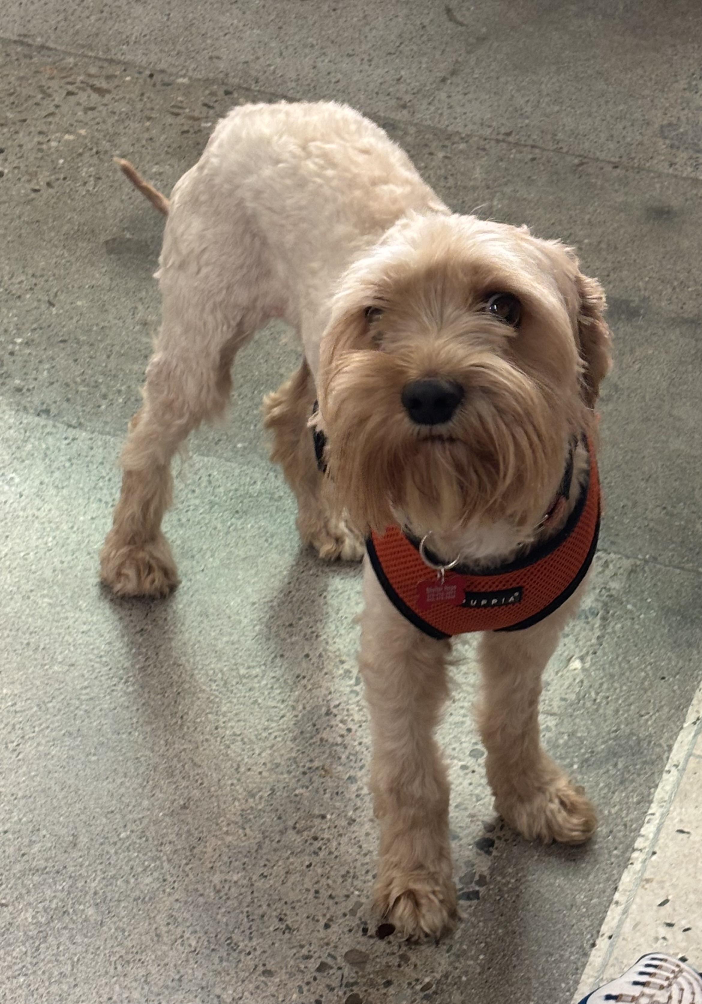 Enlarge Jack Jack, an adopted Schnoodle in Thousand Oaks, CA image 2/4