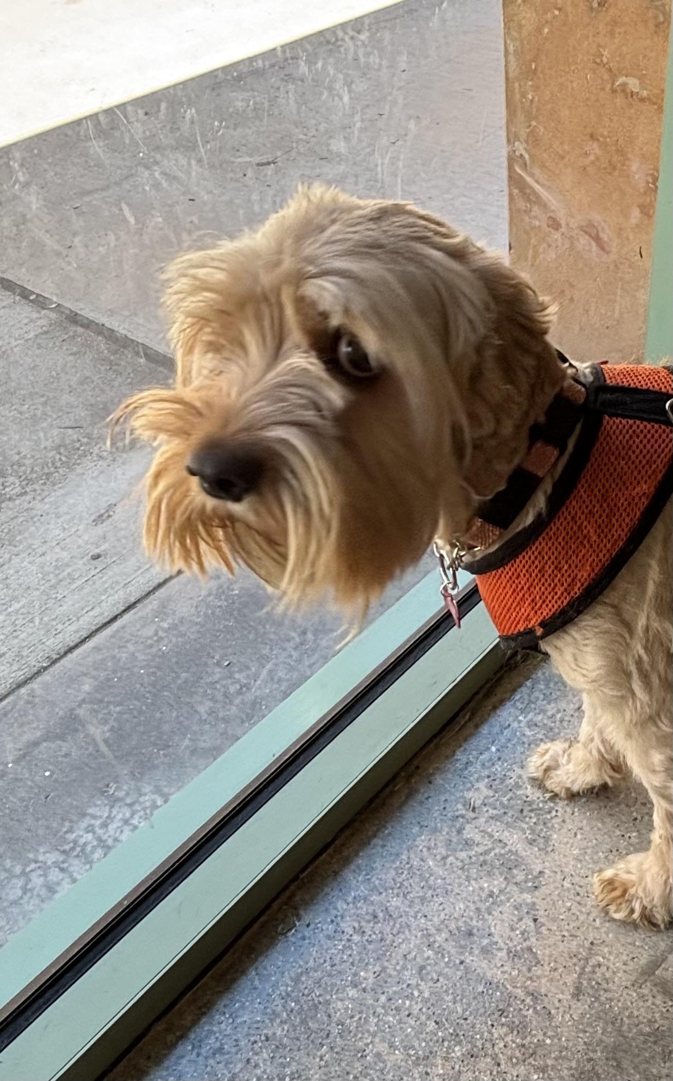 Enlarge Jack Jack, an adopted Schnoodle in Thousand Oaks, CA image 3/4
