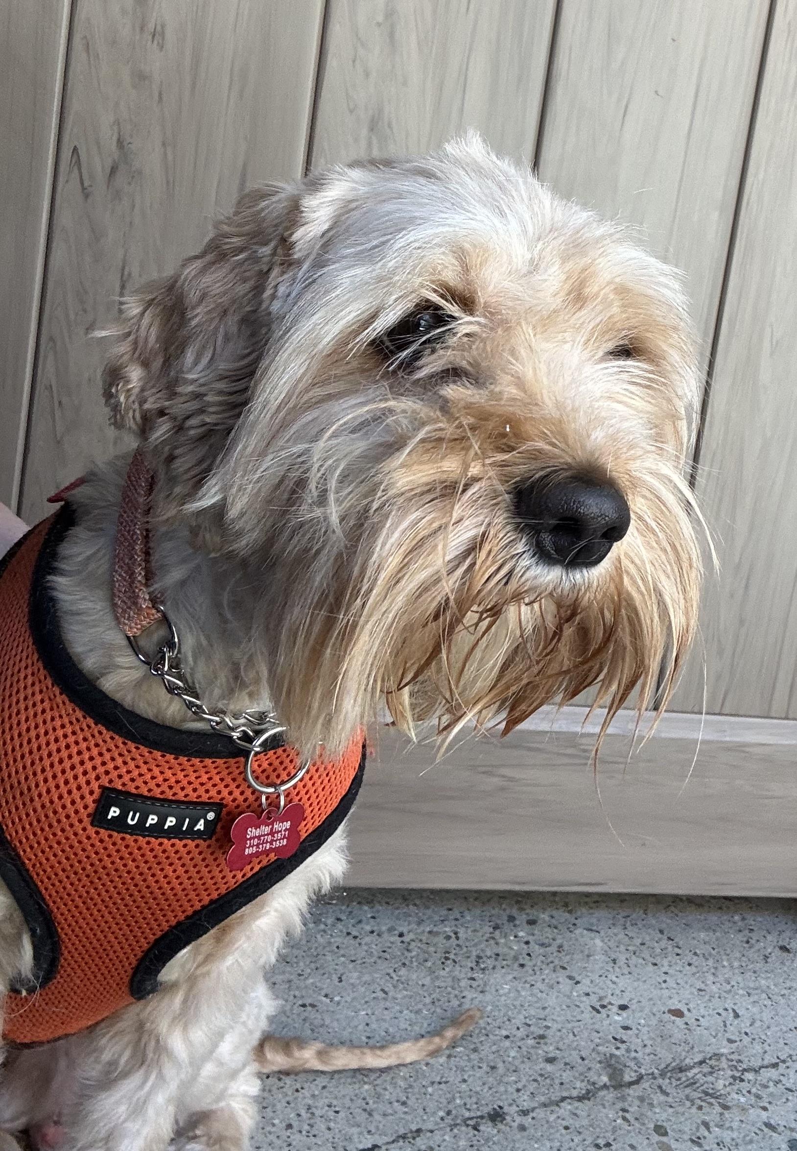 Jack Jack, ADOPTABLE, Young Male Schnoodle.