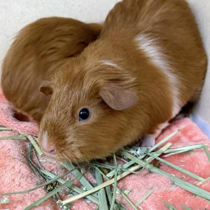 Cam (bonded w/ Beula), Adoptable, Adult Female Guinea Pig.
