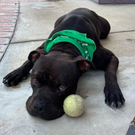 KIP, Adoptable, Adult Male Pit Bull Terrier & Mixed Breed.