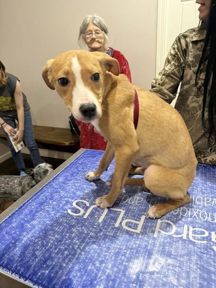 Polites, Adoptable, Puppy Male Terrier & Chihuahua.
