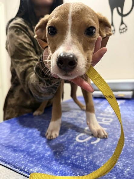 Polites, a Adoptable mixed breed in Corning, AR image 2/2