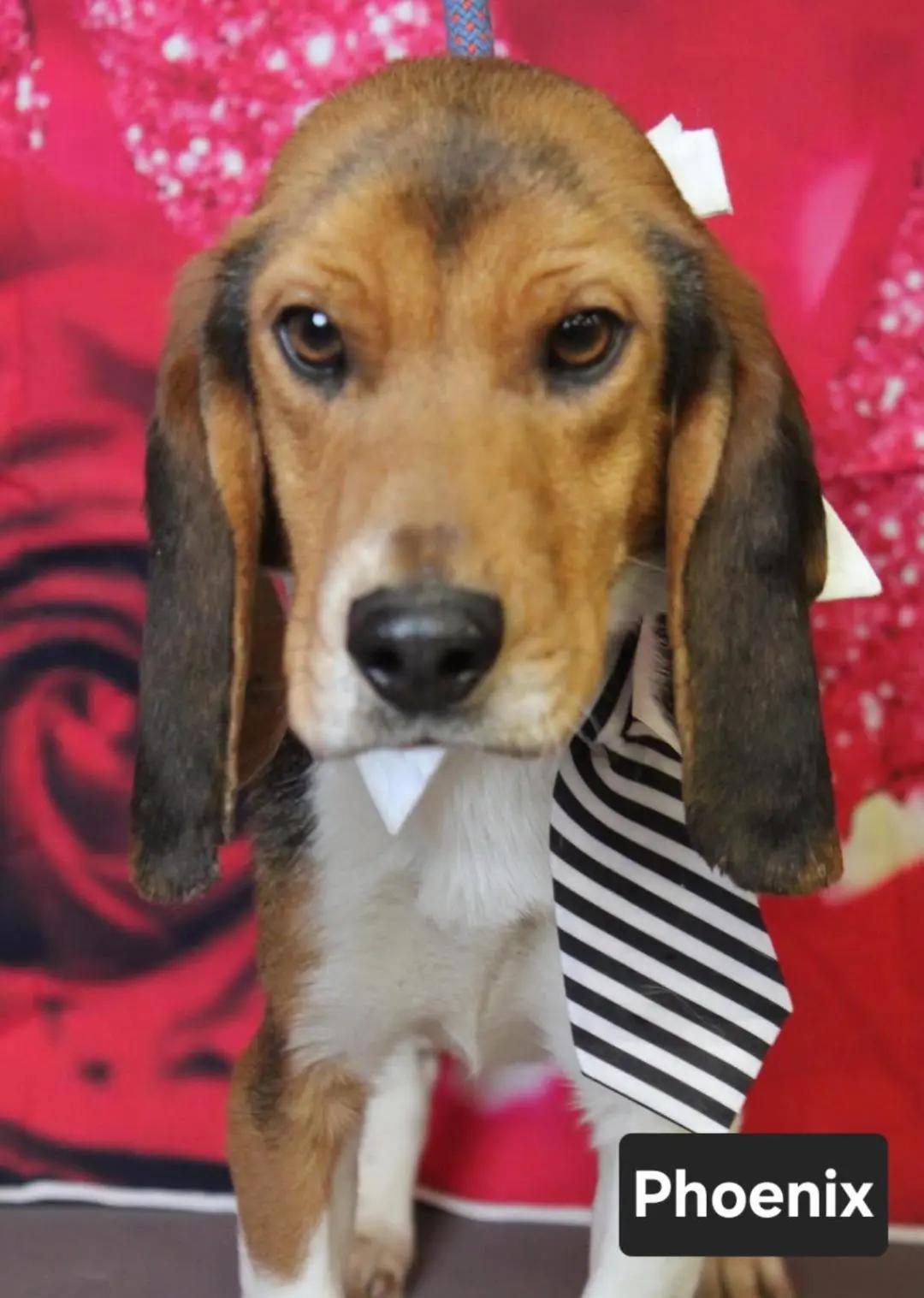 Enlarge Phoenix Charles, a ADOPTABLE Beagle in Waldorf, MD image 2/4