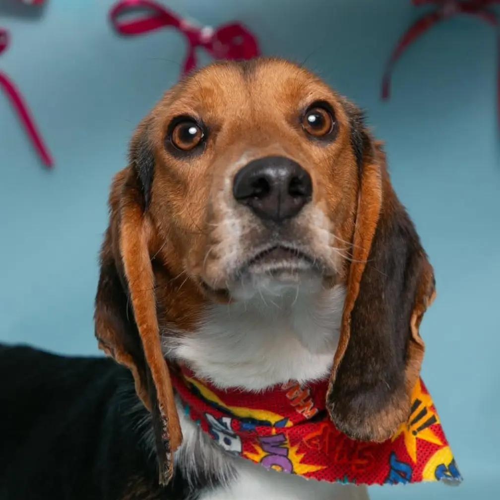 Phoenix Charles, ADOPTABLE, Young Male Beagle.