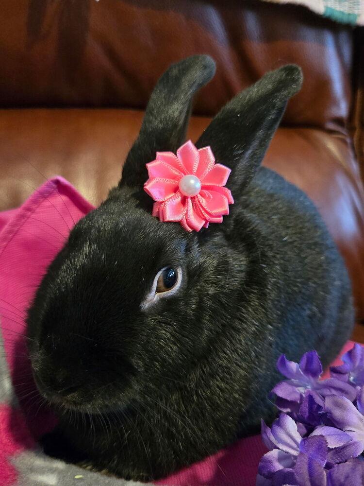 Enlarge Aurora, a Adoptable Bunny Rabbit in Naples, FL image 2/6