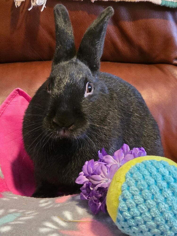 Enlarge Aurora, a Adoptable Bunny Rabbit in Naples, FL image 4/6