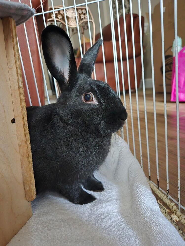 Enlarge Aurora, a Adoptable Bunny Rabbit in Naples, FL image 5/6