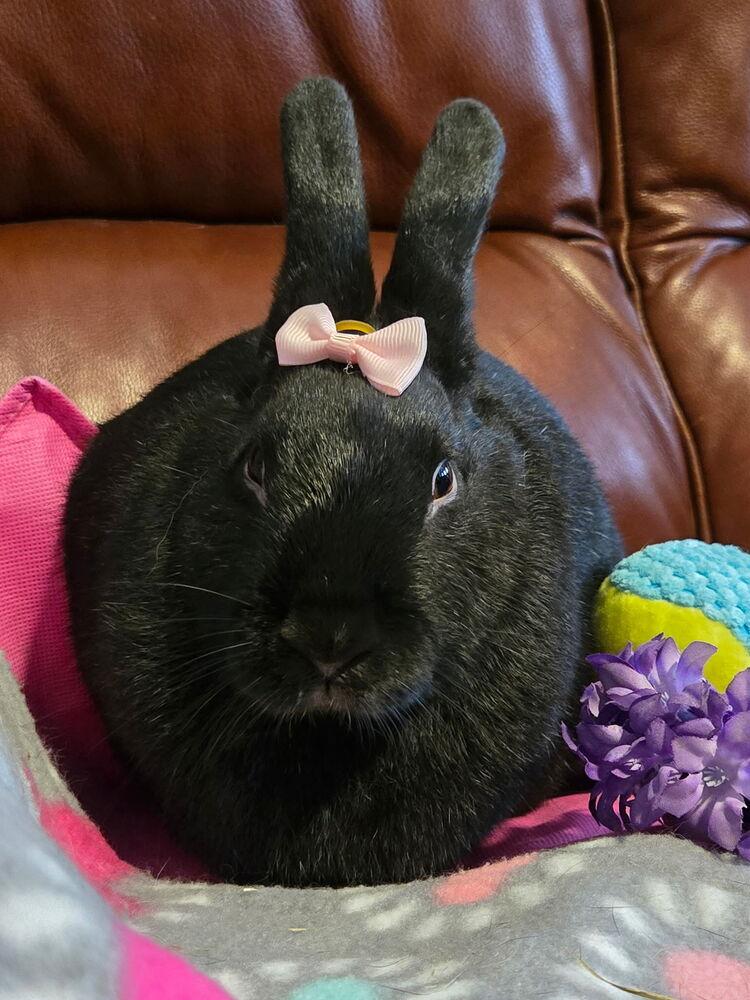 Enlarge Aurora, a Adoptable Bunny Rabbit in Naples, FL image 6/6