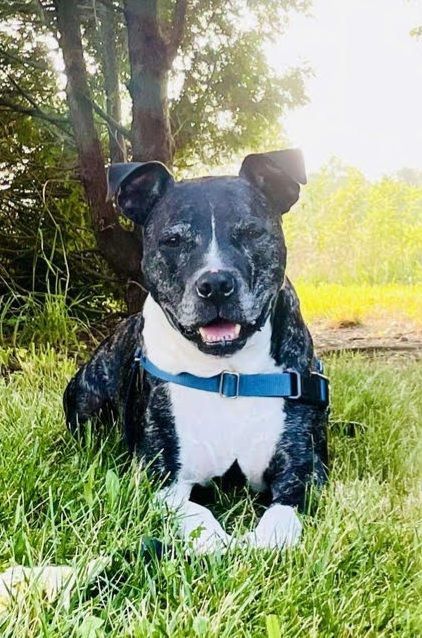 Kip, Senior Male Pit Bull Terrier