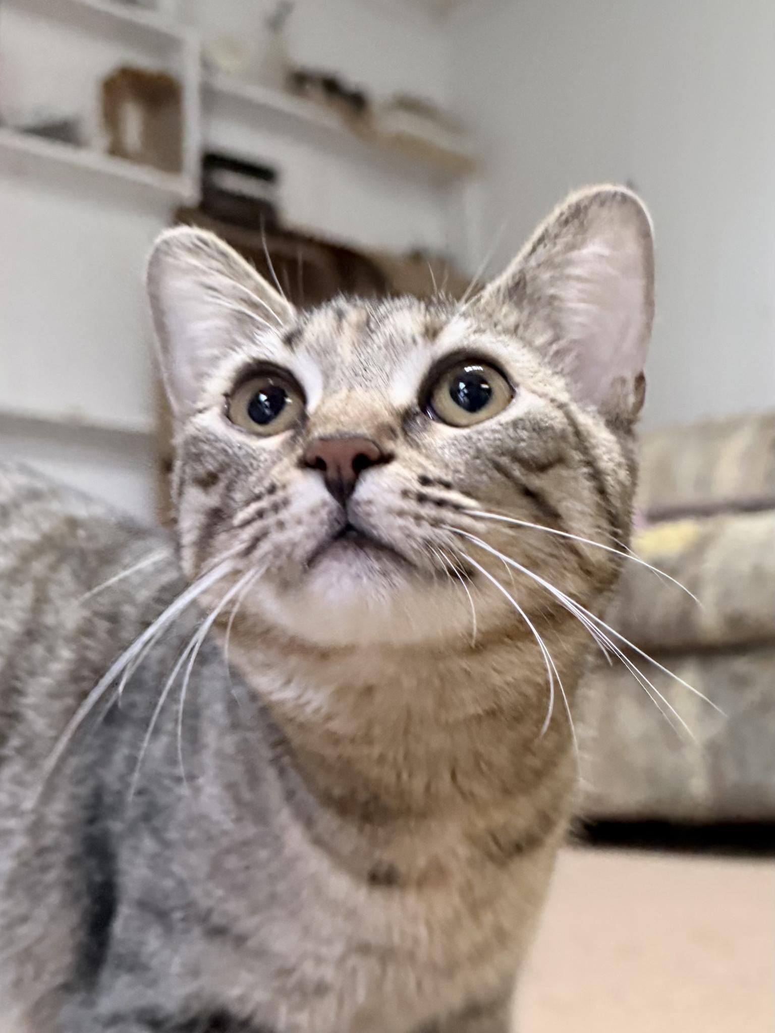 Ari, a Adoptable Domestic Short Hair in Jeffersonville, IN image 2/3