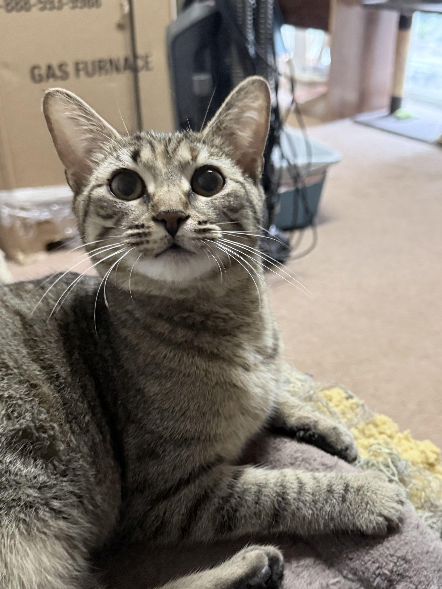 Ari, Adoptable, Young Male Domestic Short Hair.