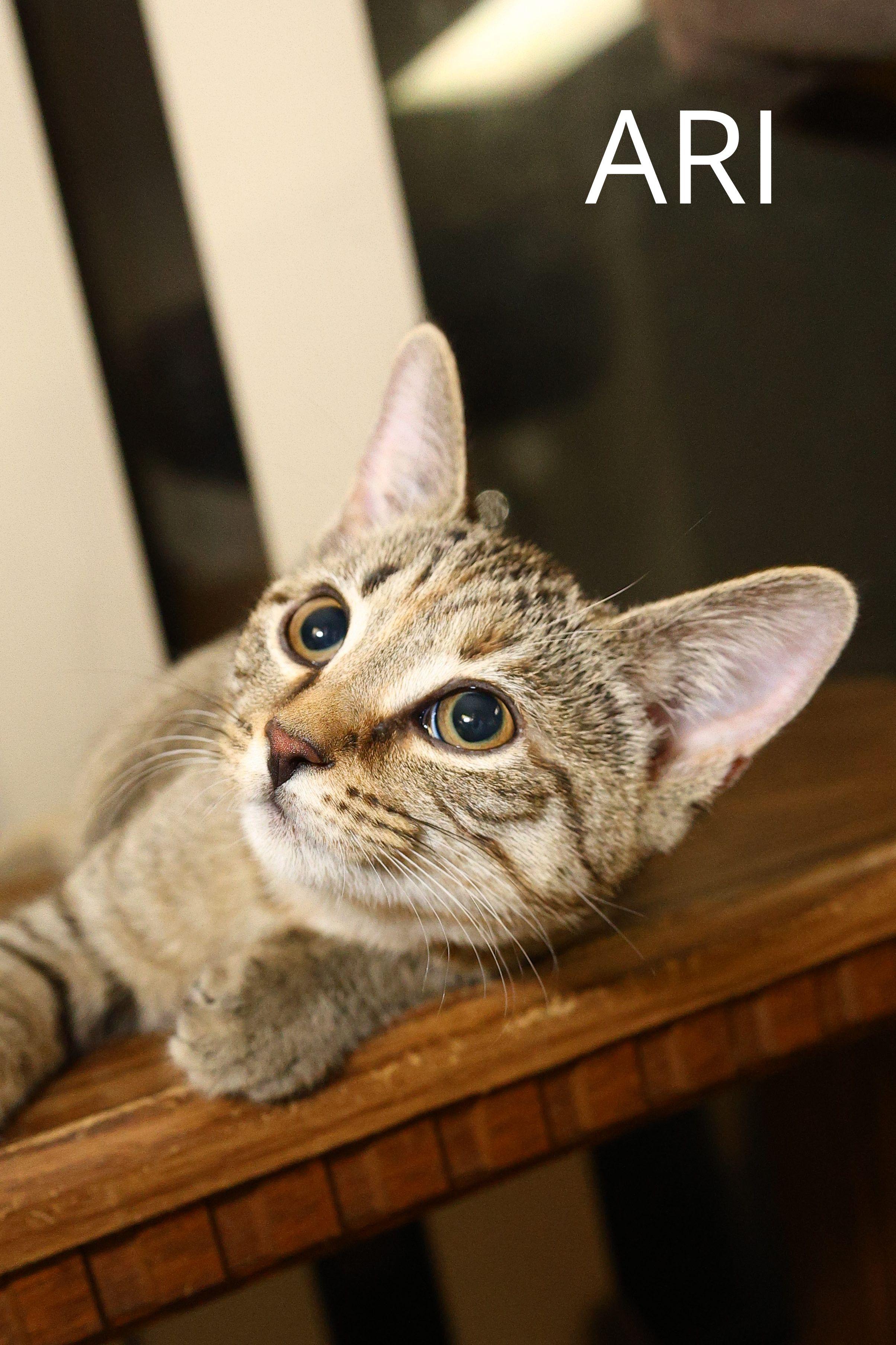 Enlarge Ari, a Adoptable Domestic Short Hair in Jeffersonville, IN image 1/1