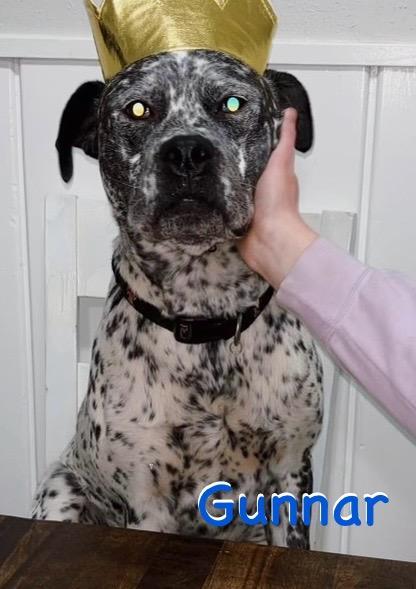 Gunnar, Adult Male Cattle Dog