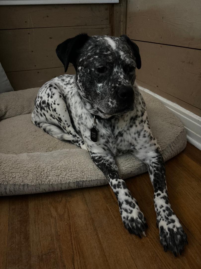 Enlarge Gunnar, a Adoptable mixed breed in Carrollton, TX image 4/5