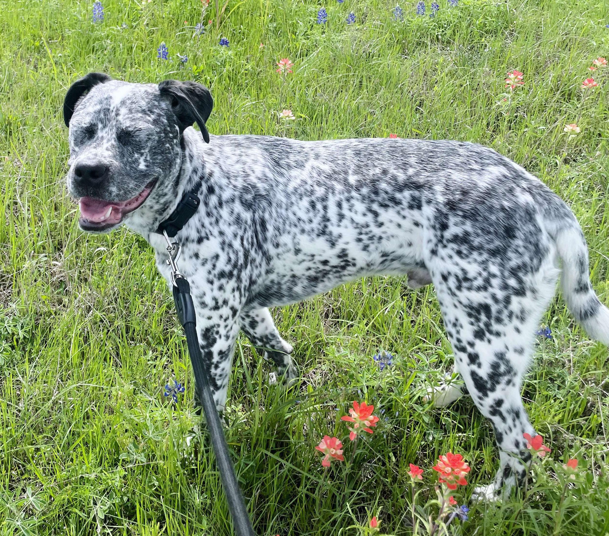 Enlarge Gunnar, a Adoptable mixed breed in Carrollton, TX image 1/5