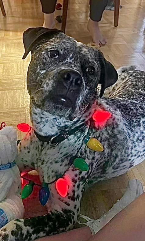 Enlarge Gunnar, a Adoptable mixed breed in Carrollton, TX image 5/5