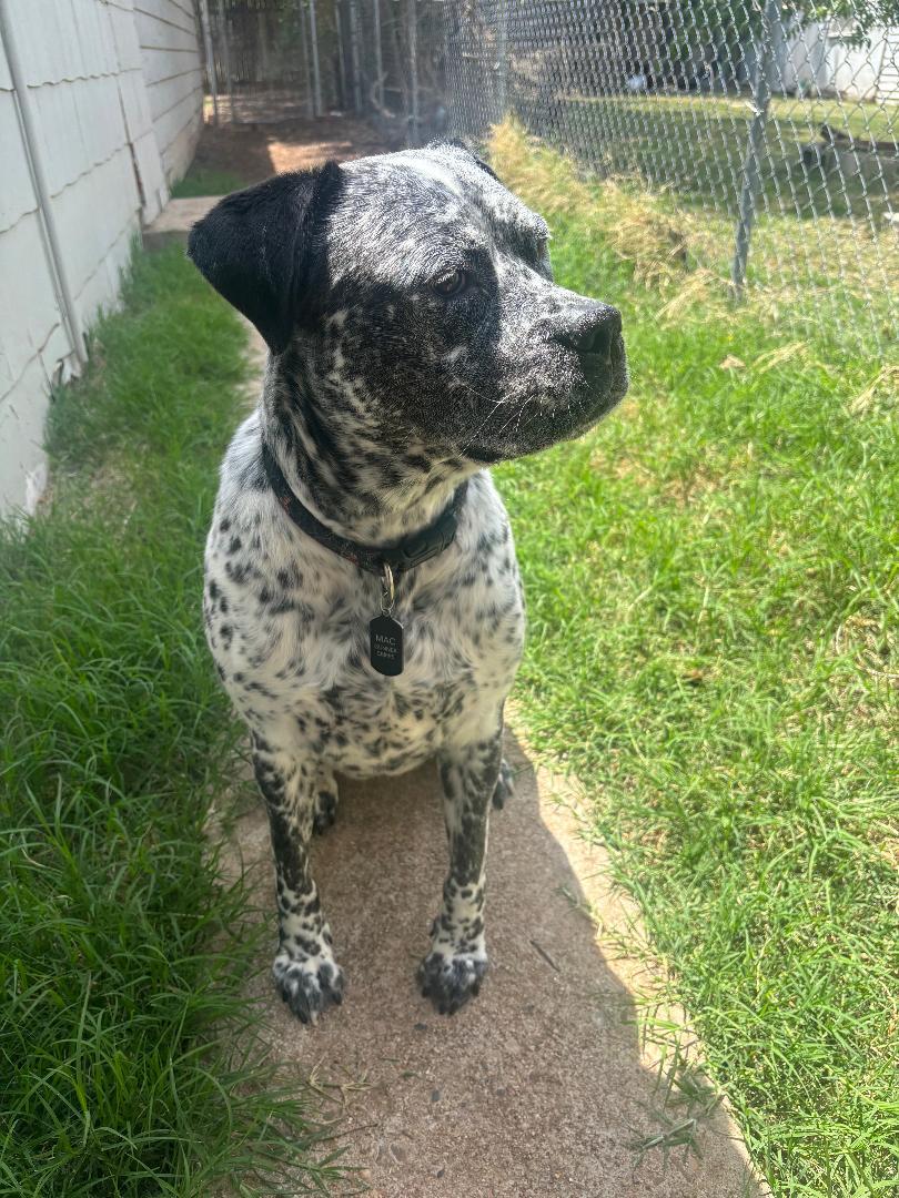 Enlarge Gunnar, a Adoptable mixed breed in Carrollton, TX image 2/5