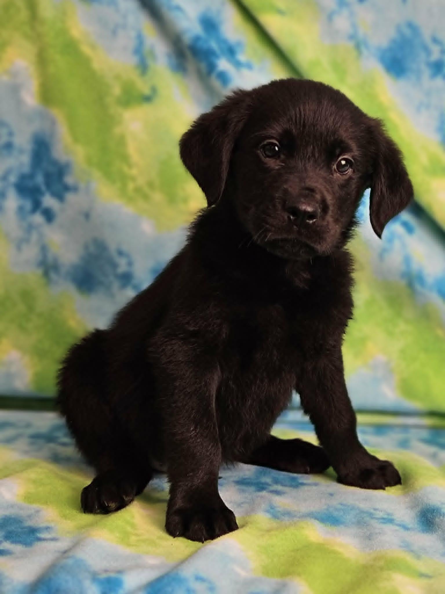 Enlarge Eggs Benedict, an adoption pending mixed breed in East Sparta, OH image 1/1