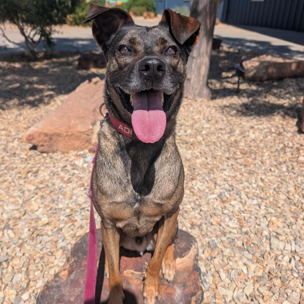 Louis, a Adoptable mixed breed in Albuquerque, NM image 6/6