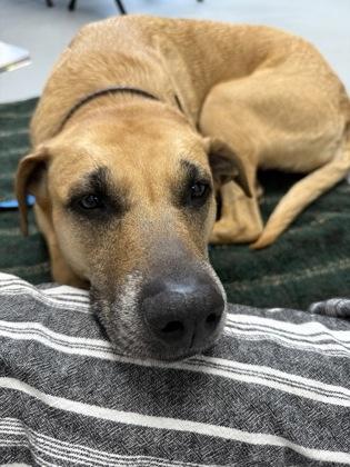 Roxy 49068, adoptable, Adult Female Mixed Breed.