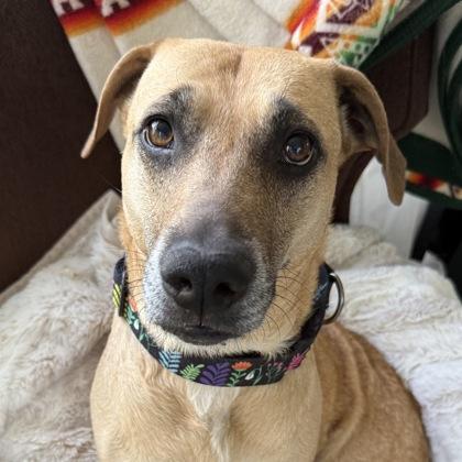 Roxy 49068, an adoptable Mixed Breed in Oklahoma City, OK image 2/3