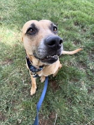 Roxy 49068, an adoptable Mixed Breed in Oklahoma City, OK image 3/3