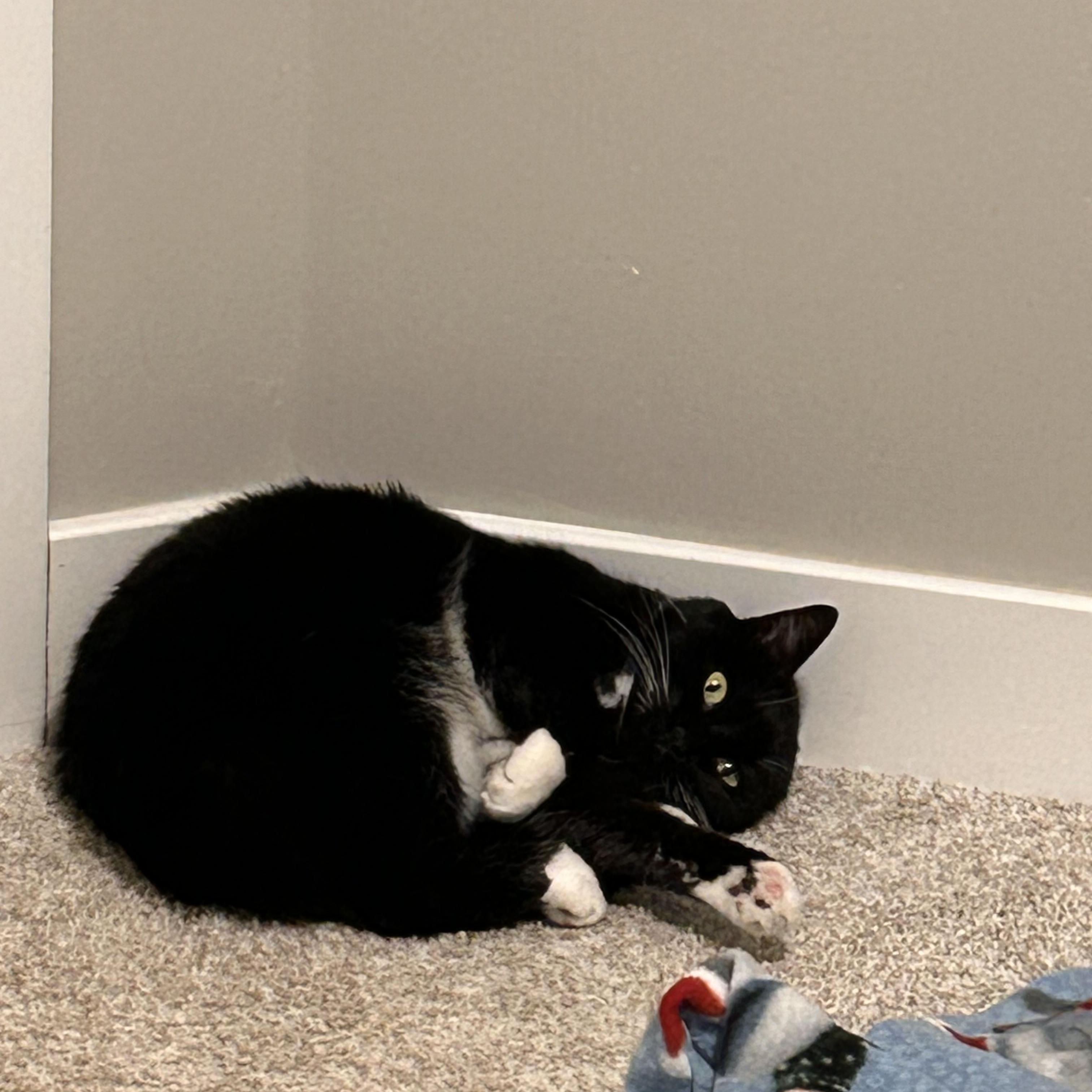 Enlarge Penny, a Adoptable Domestic Short Hair in New Brighton, MN image 5/6