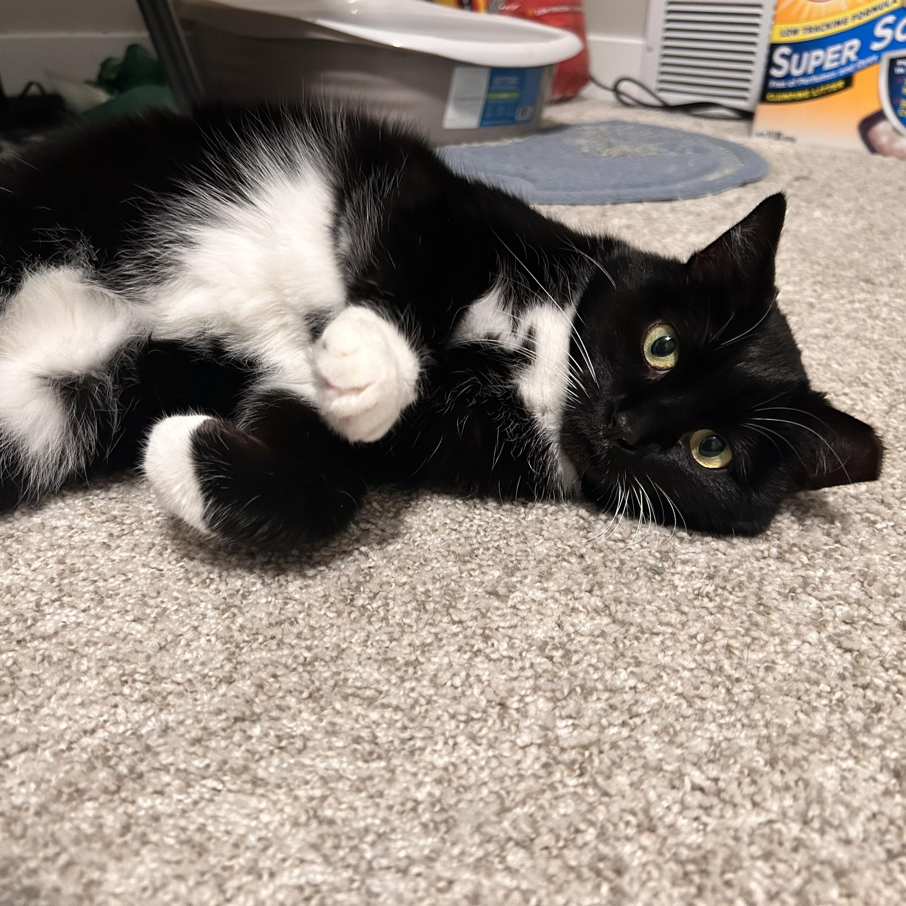 Enlarge Penny, a Adoptable Domestic Short Hair in New Brighton, MN image 2/6