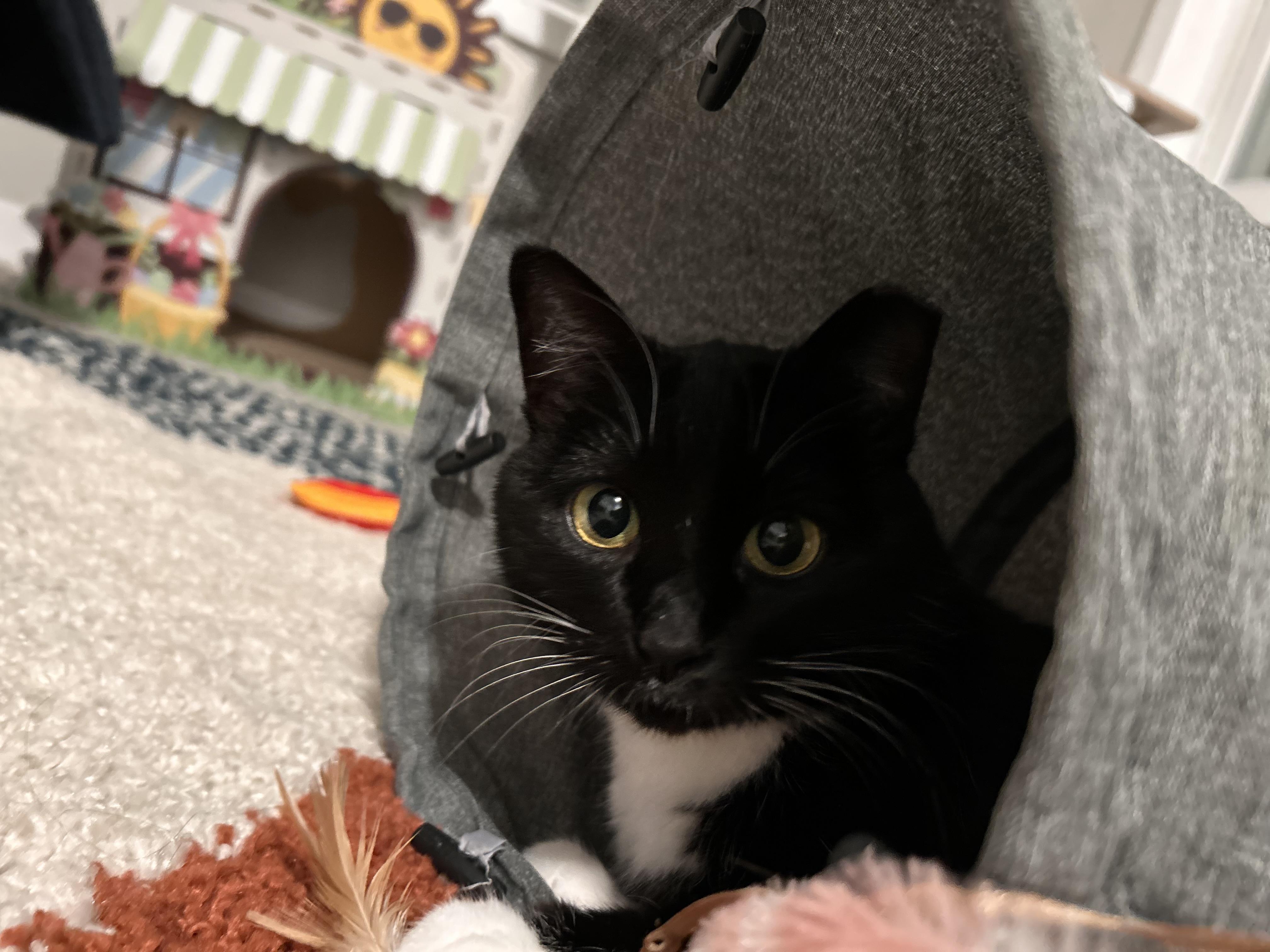 Penny, Adoptable, Adult Female Domestic Short Hair.