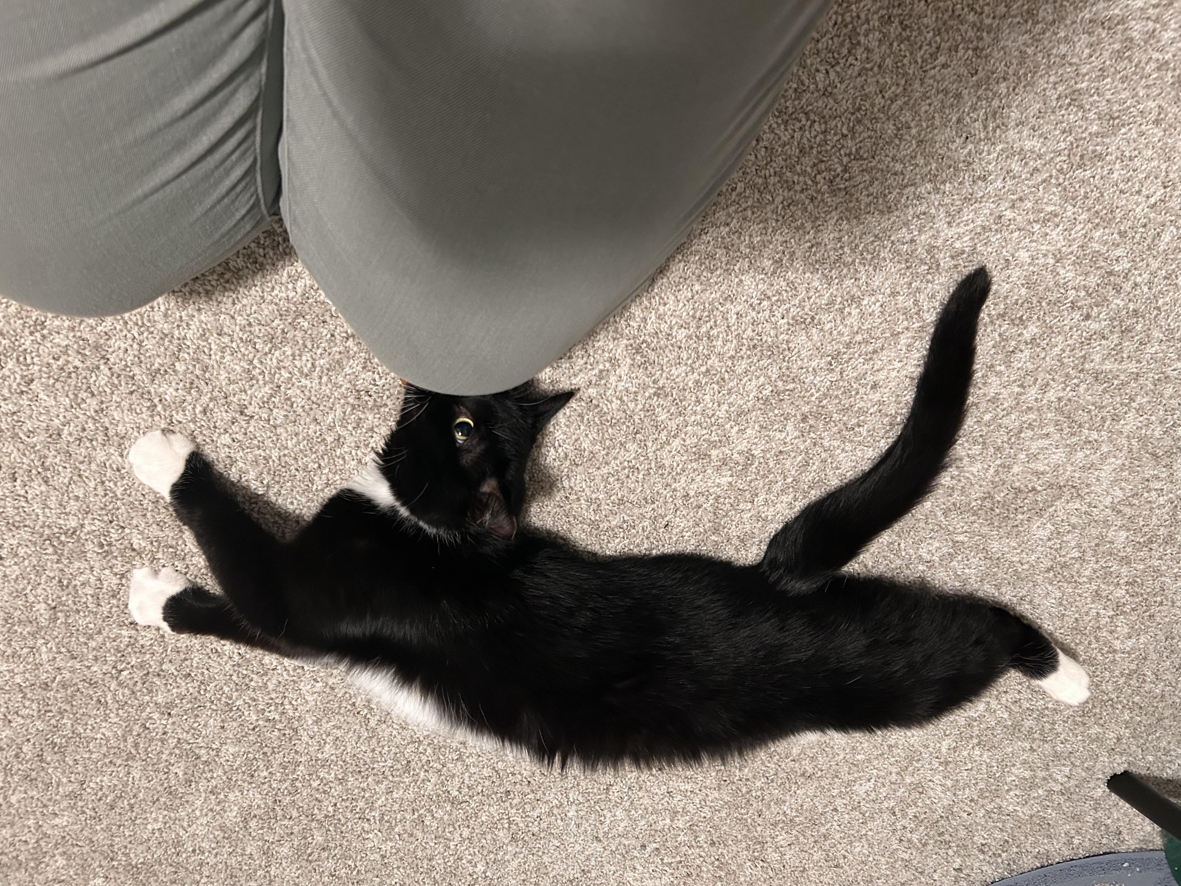Enlarge Penny, a Adoptable Domestic Short Hair in New Brighton, MN image 4/6