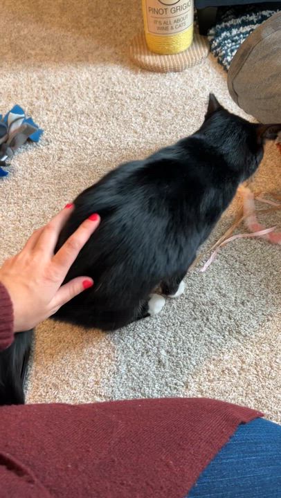 Enlarge Penny, a Adoptable Domestic Short Hair in New Brighton, MN video 3/6