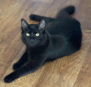 Enlarge Grady, a ADOPTABLE Domestic Short Hair in Kenai, AK image 1/1