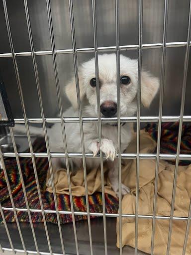 Enlarge Calla, a Adoptable Dachshund in Austin, TX image 1/3