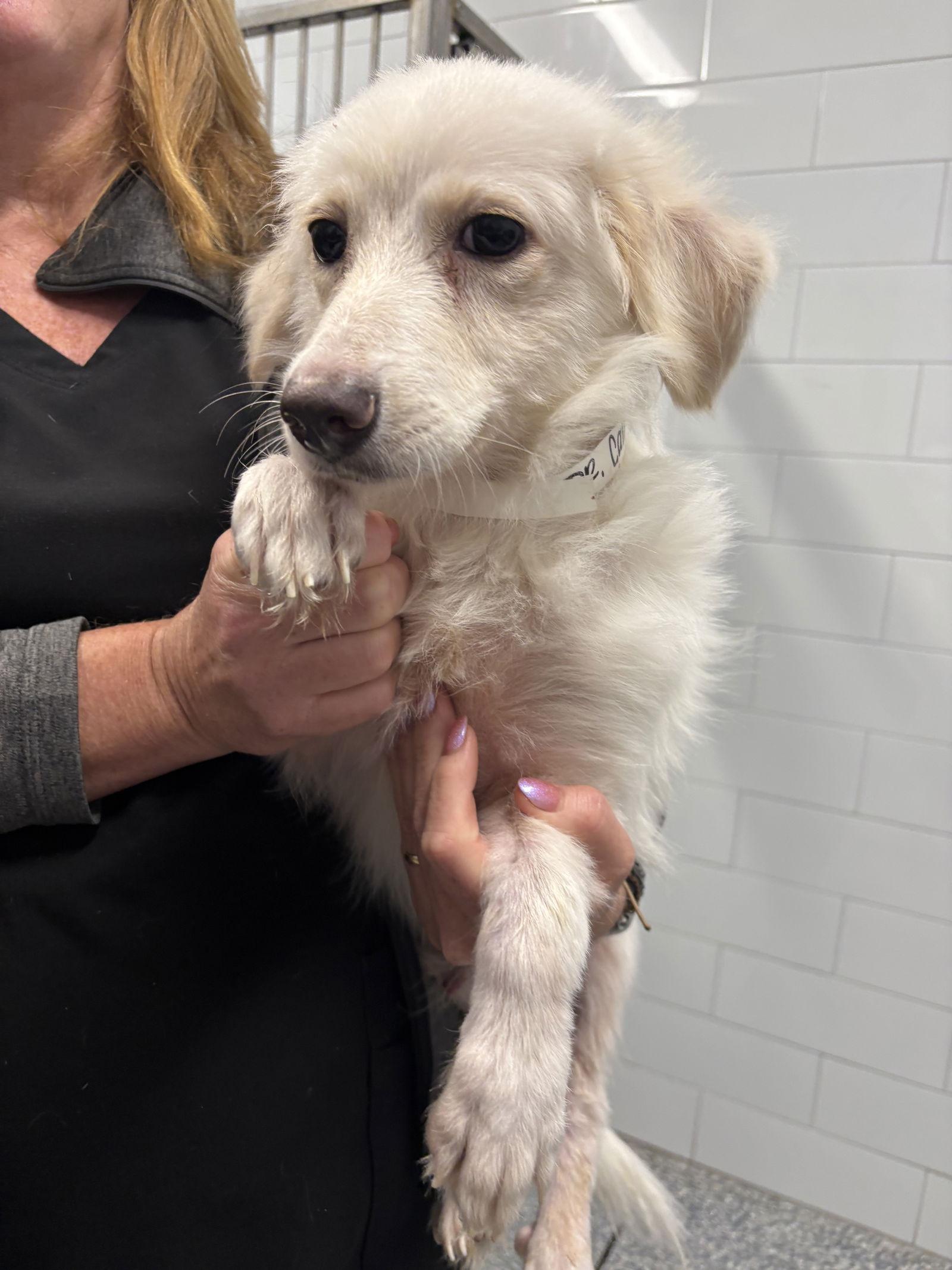 Enlarge Calla, a Adoptable Dachshund in Austin, TX image 2/3