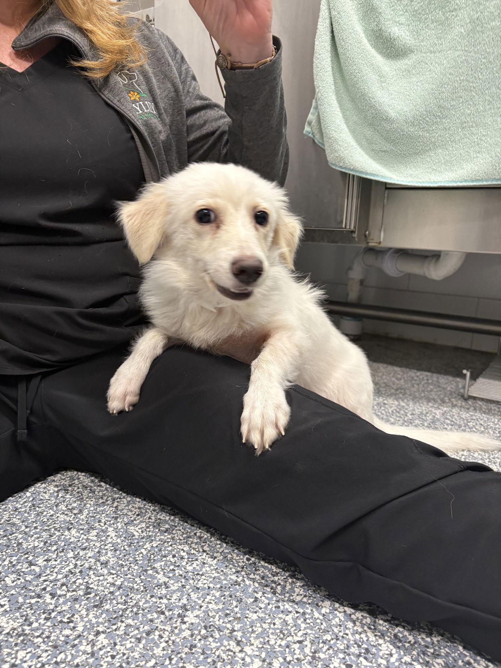 Enlarge Calla, a Adoptable Dachshund in Austin, TX image 3/3