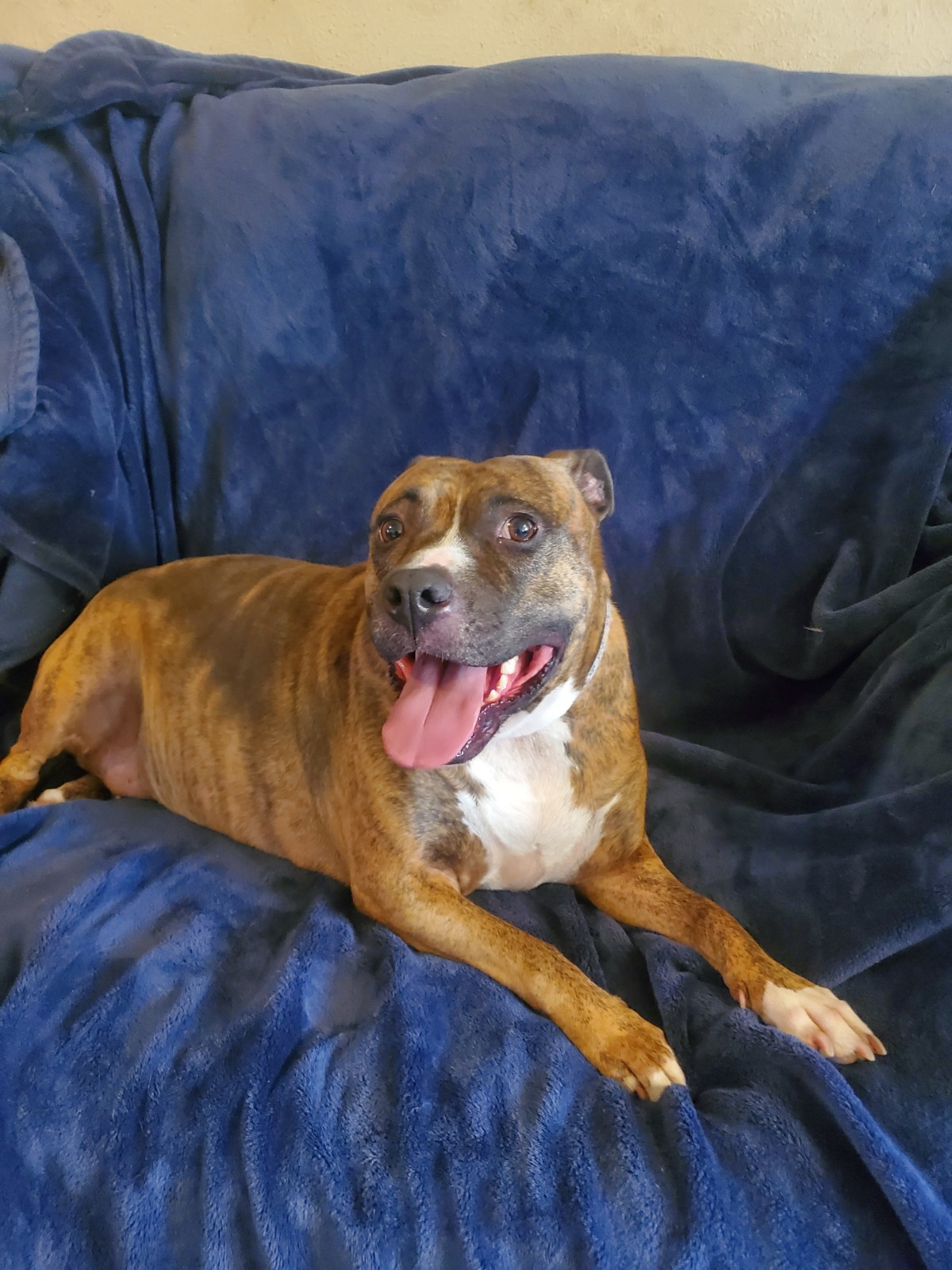 Allie, Adoptable, Adult Female Pit Bull Terrier.